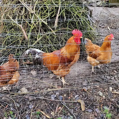 Tatil Evi Historisches 