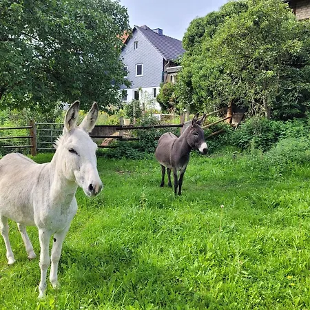 Ferienhaus Historisches Schwalbennest Mit Eseln Ab 2023 Holzhausen (Waldeck-Frankenberg)